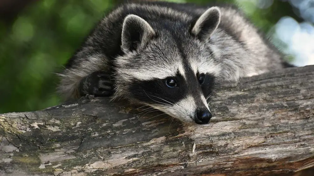 raccoon-1573752782676332