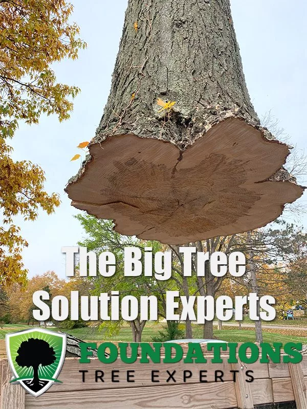 Foundation Tree Experts banner