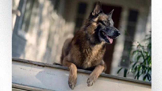 e_dog_06142024266060