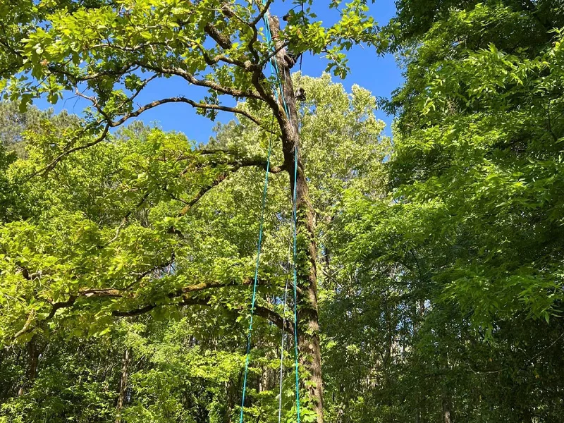 estells-tree-and-lawn-service-tree-trimming