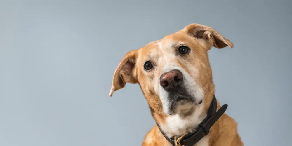 A dog with a black collar is tilting its head to the left.