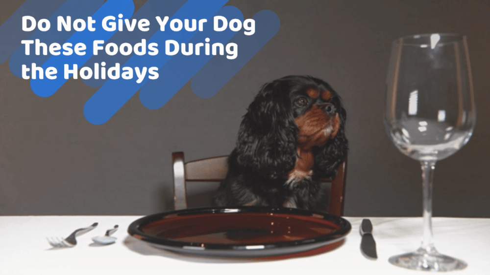 doggofoods