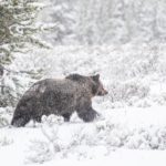 TYLER WOODS MOVIE REVIEW | COCAINE BEAR episode artwork