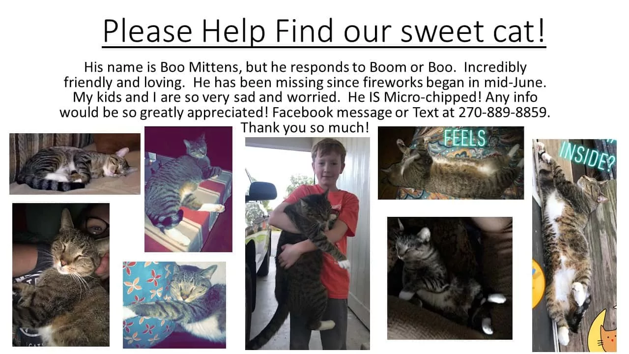 please-help-find-our-sweet-cat