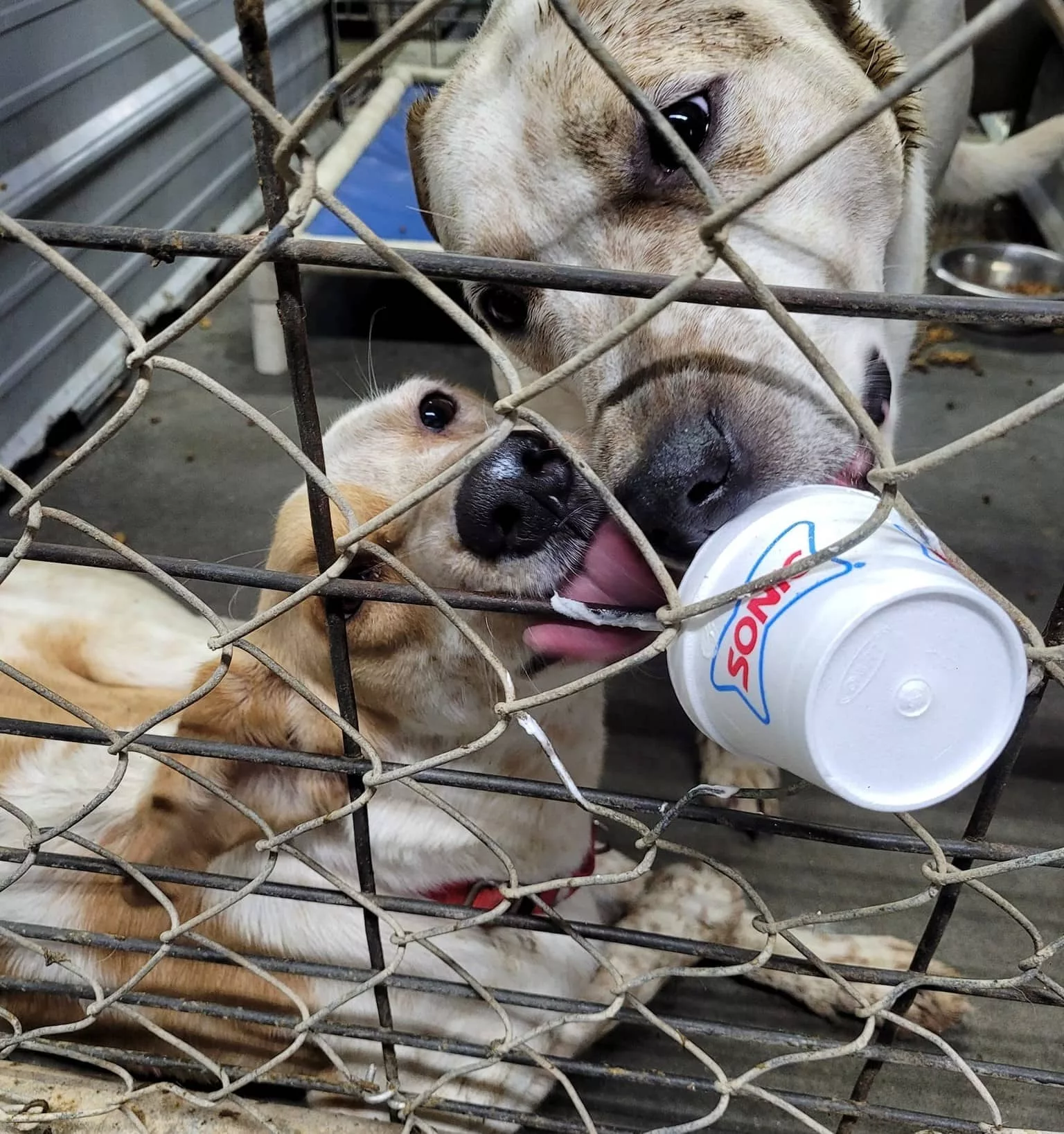 pup-cups