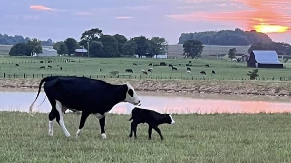 02-18-24-cow-calf-hancock-farms