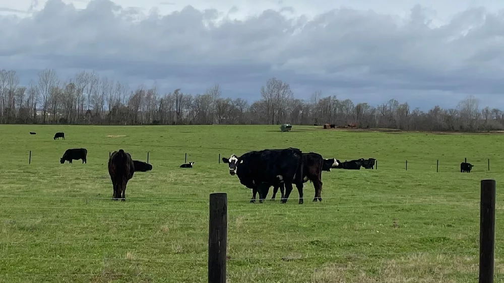 03-26-24-cows-in-pasture