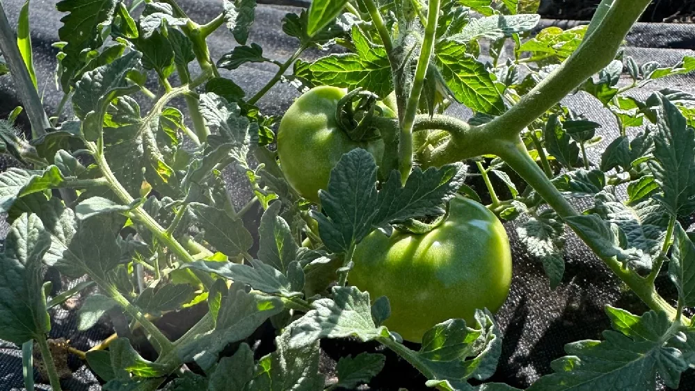 06-06-24-jail-community-garden-tomatoes