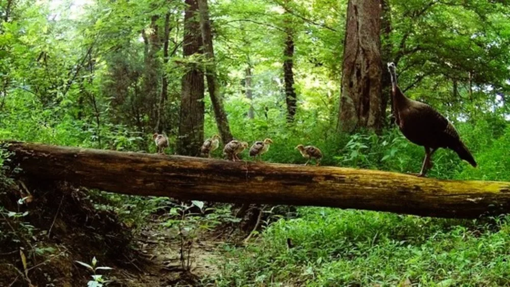 wild-turkey-hen-brood-1-jpg