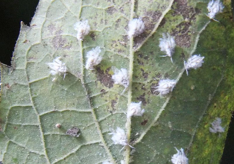 wooly-aphid-fig-1