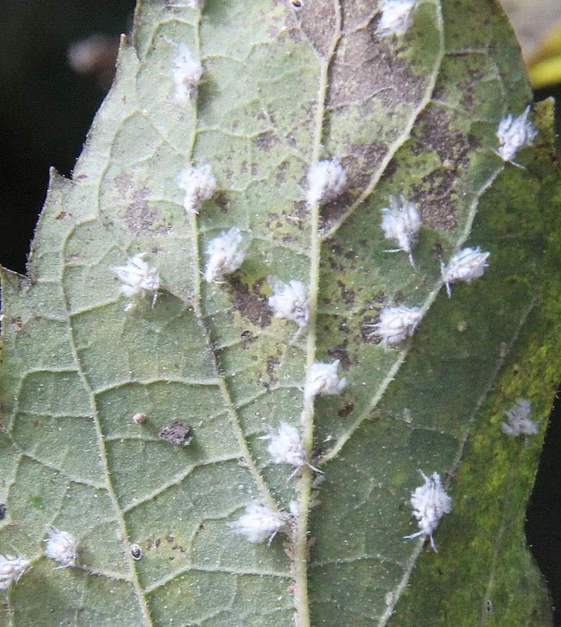 wooly-aphid-fig-1