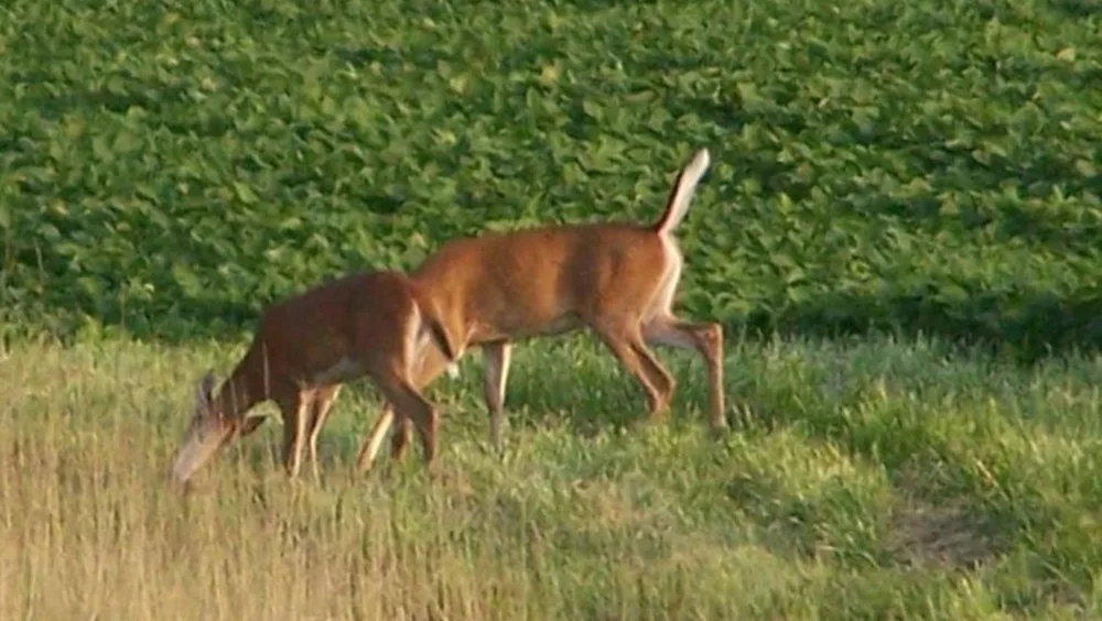 10-15-24-deer-photo-by-tammy-hancock