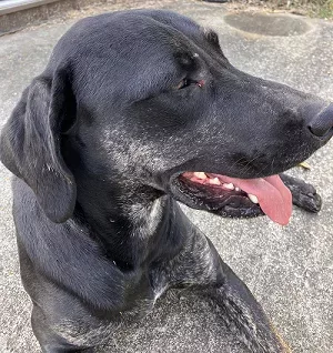 missing-lab-png