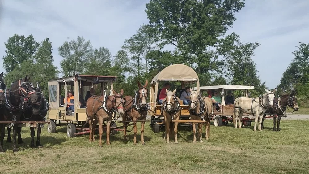 11-12-24-dawson-springs-mule-day-pic-from-tommy-gunn