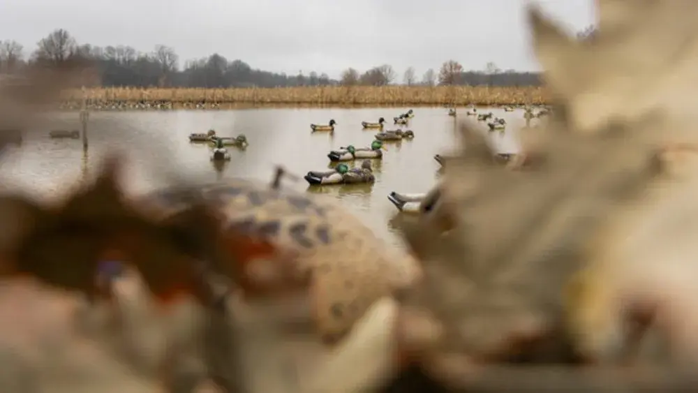081925-waterfowl-blind-jpg