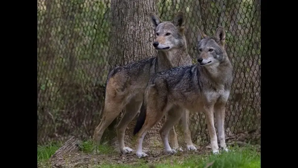 percy-and-ember-red-wolves-jpg