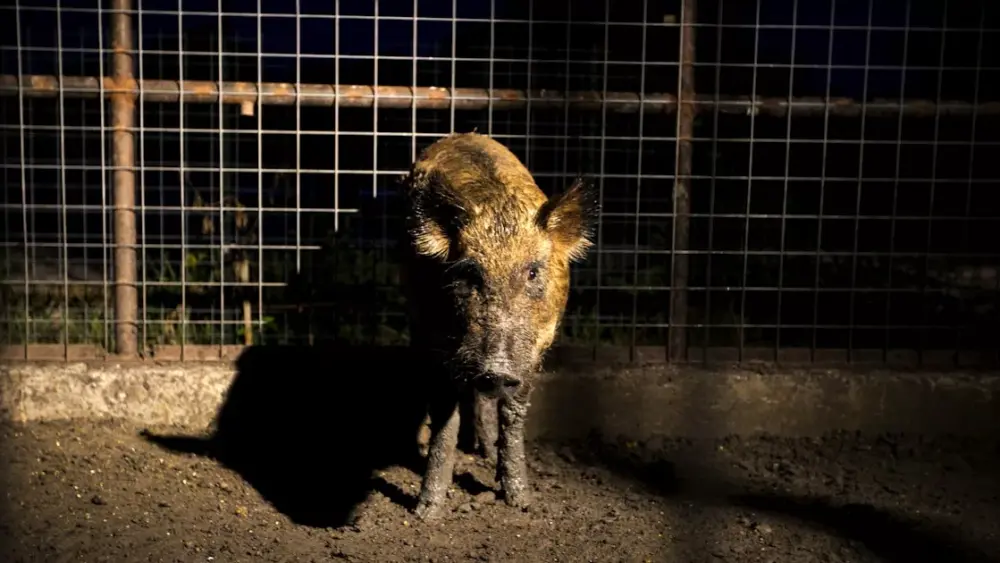 1514397440-jwj_feral_hogs_100057_47934918-jpg-2