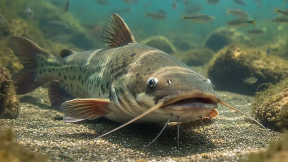 catfish-picture-google-gemini