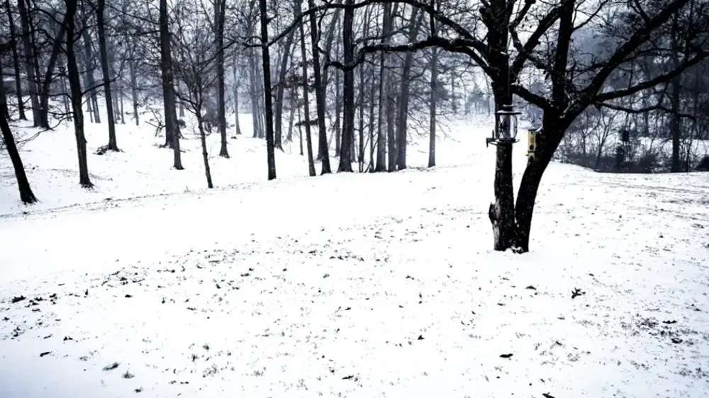 01-24-26-listner-submitted-photo