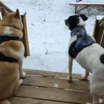 inbound1641677461389842307