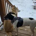 inbound6801863557284944163