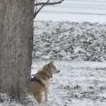 inbound4743955508685406524