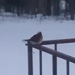 inbound3495557480282869310