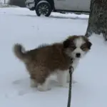 IMG_3090: Charlie enjoying his first snow 