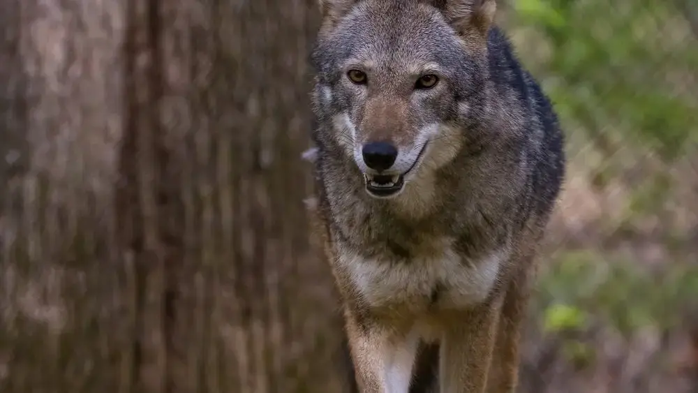 031626_ember-1_cropped-jpg