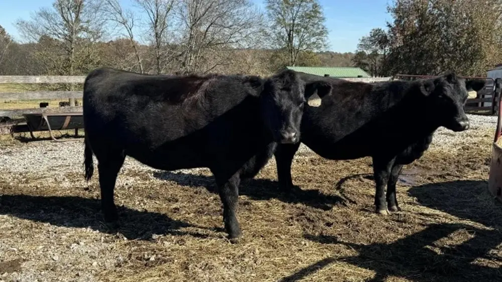 05-07-26-kentucky-tennessee-livestock-market-inc-facebook