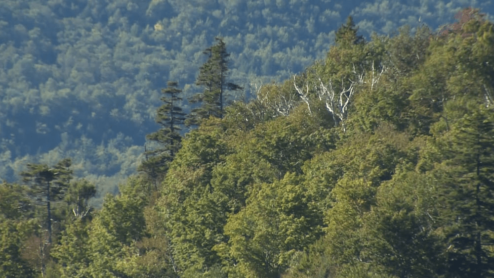 teife2bfo5clld7xeb5jqg2tia231039