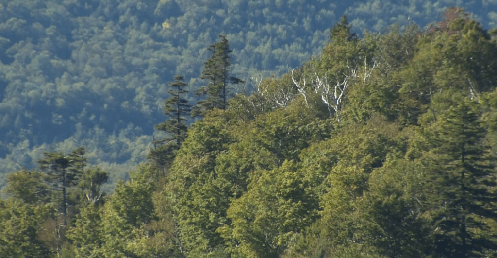 teife2bfo5clld7xeb5jqg2tia231039