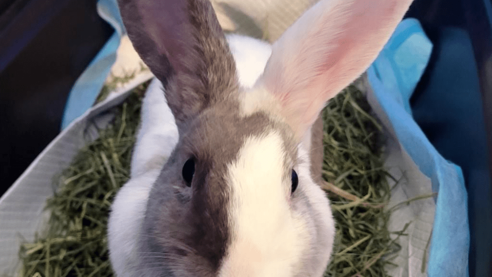 43ontyny4bgppe5c7aav74u3b4949399