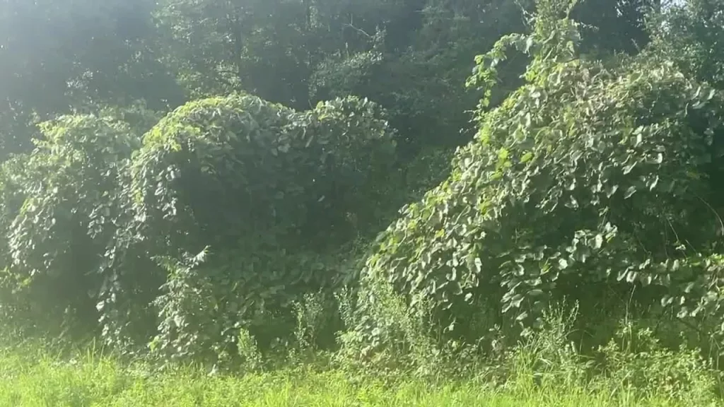 lspqcevsafeqtbnqkalu24v42e14282