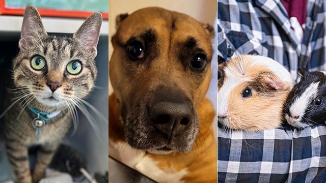 cgy7ed2h55e55legp53zvx2d3m593168