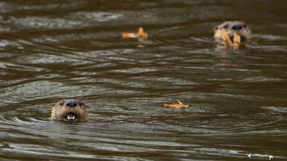 otters-3