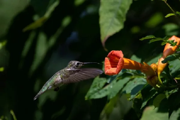 08-03-22-lbl-hummingbird-fesetival-photo-credit-brian-hill