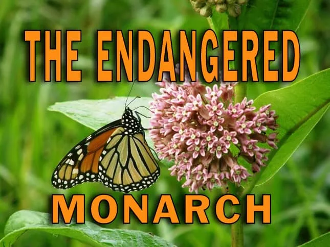 the-endangered-monarch