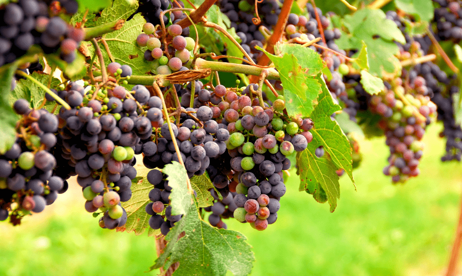 backyard-grapes