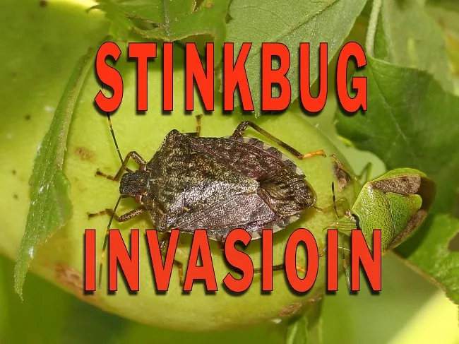 stinkbug-invasion