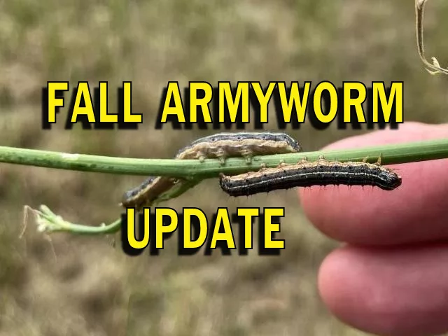 fall-army-worm-update