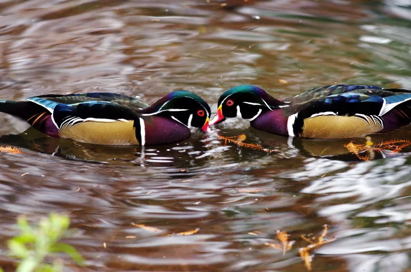 wood-ducks_ron-kruger