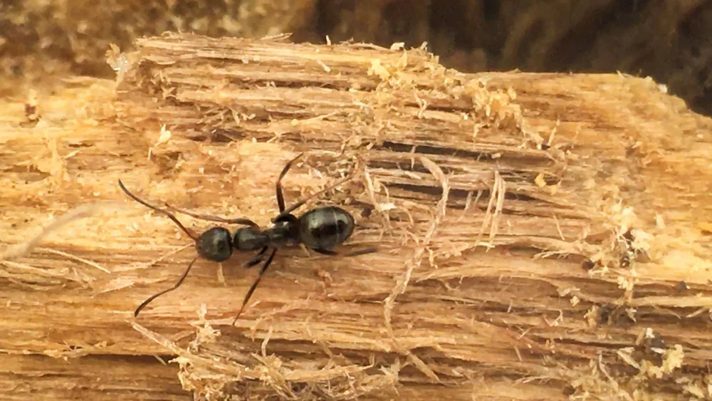 carpenter-ant