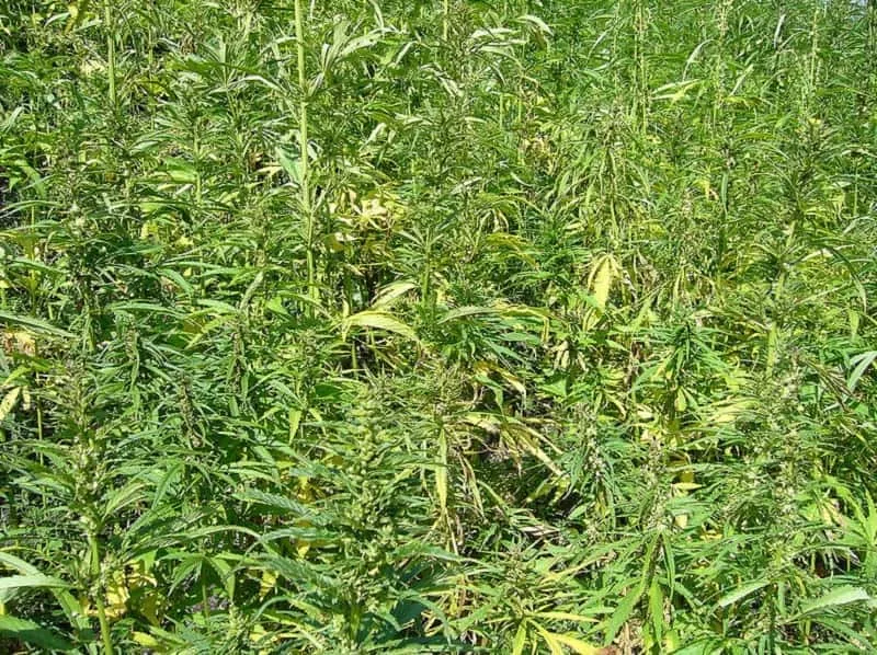 hemp-plants-wikimedia-commons-public-domain