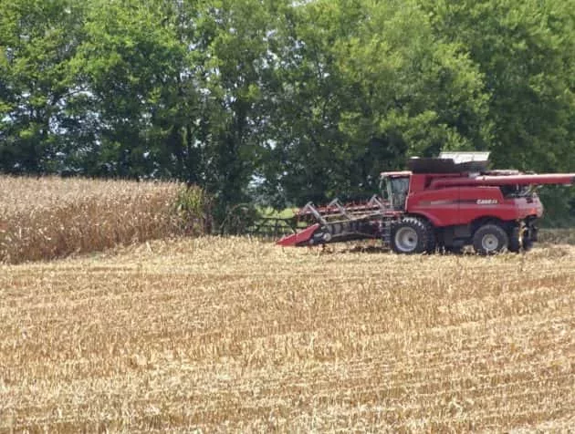 corn-harvested