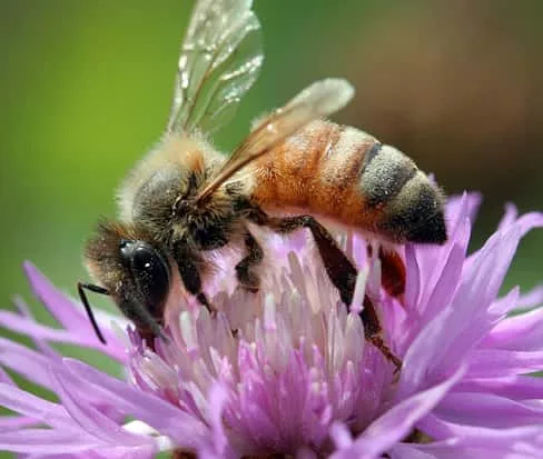 honey-adult-honeybee-19p5-david-cappaert-mich-st-bugwood