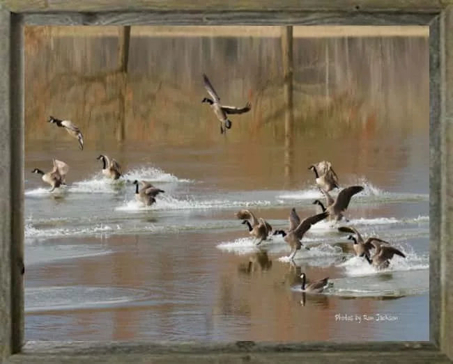 latf-geese-landing-at-liberty-park-ronjackson