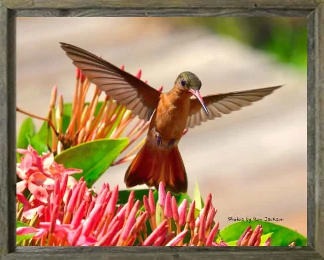 latf-hummingbird-ronjackson