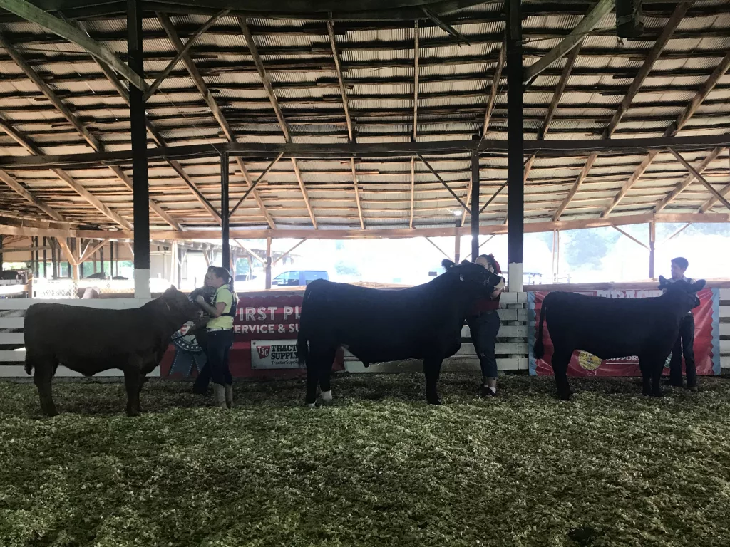wksf-cattle-show-2019