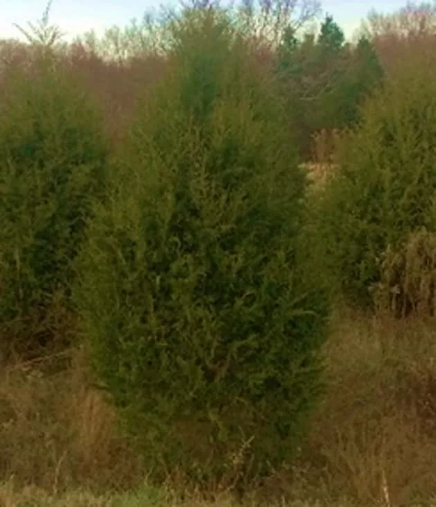 11-19-18-lbl-christmas-cedar-trees